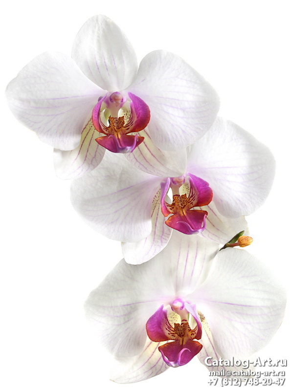 Натяжные потолки с фотопечатью - Белые орхидеи 1